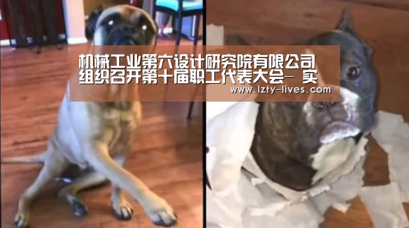 机械工业第六设计研究院有限公司组织召开第十届职工代表大会- 实时比分(图2) 实时比分